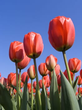 Dutch tulip field