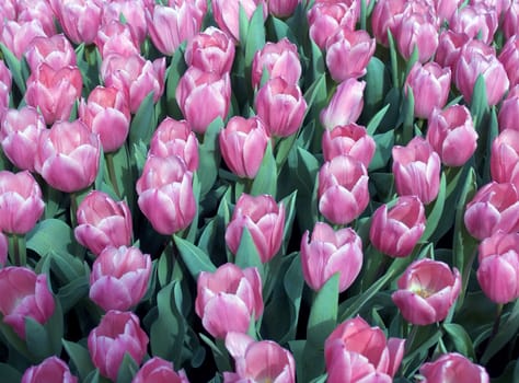 Tulip field in the Netherlands