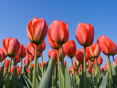 Dutch tulip field