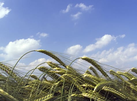 Wheat field close up