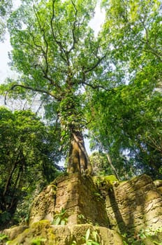 Tall tree in the jungle growing out of ancient Mayan ruins