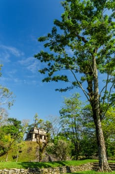 Tall leafy tree and ancient temple in Palenque, Mexico