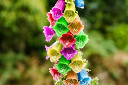 Foxglove flower with several different colors