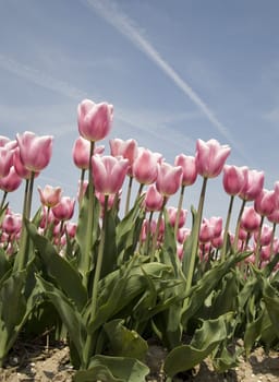 Tulip field in the Netherlands