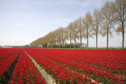 Tulip field in the Netherlands