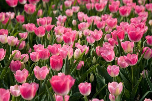 Tulip field in the Netherlands