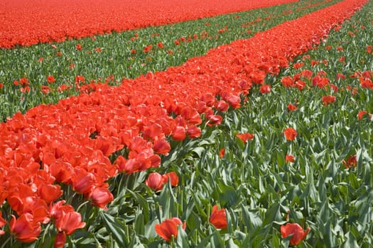 Tulip field in the Netherlands
