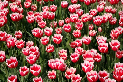 Tulip field in the Netherlands