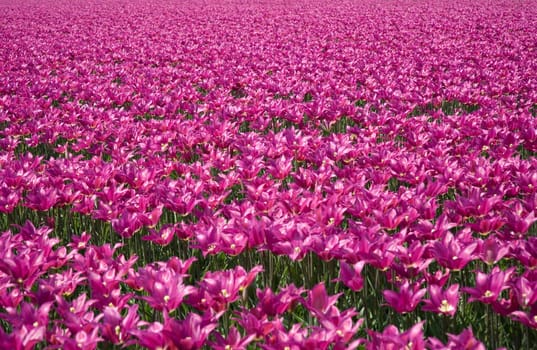 Tulip field in the Netherlands