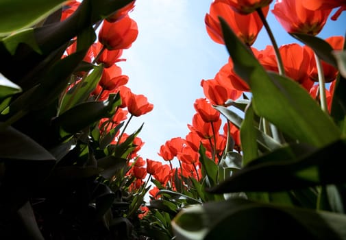 Tulip field in the Netherlands