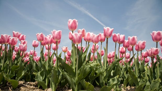 Tulip field in the Netherlands