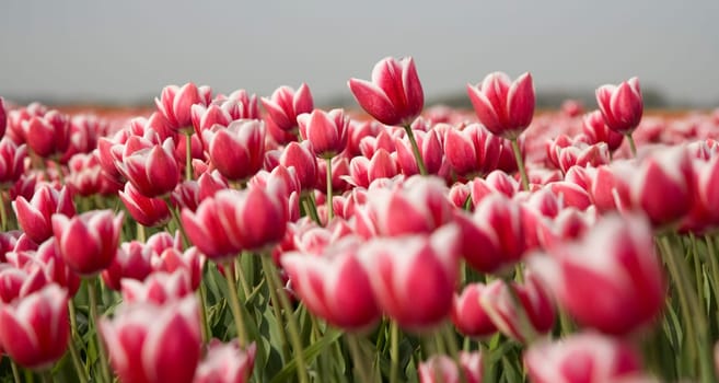 Tulip field in the Netherlands