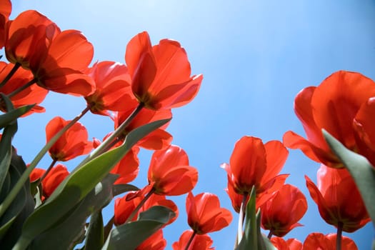 Tulip field in the Netherlands
