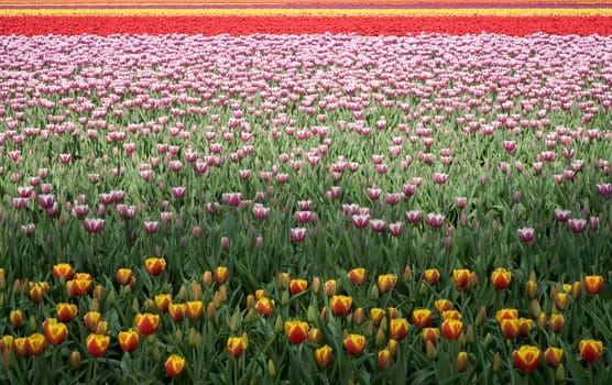 Tulip field in the Netherlands