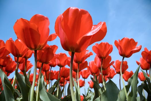 Tulip field in the Netherlands
