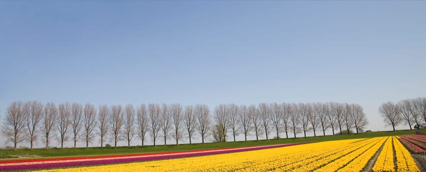 Dutch tulip field