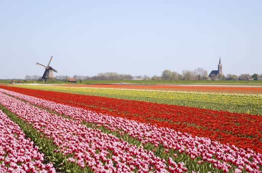Tulip field and historic windmill