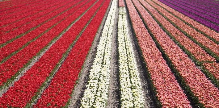 Dutch tulip field