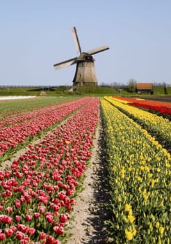 Tulip field and historic windmill