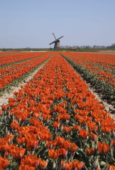Tulip field and historic windmill