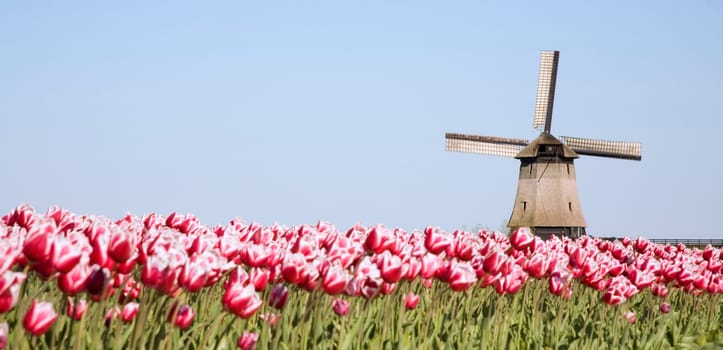 Tulip field and historic windmill