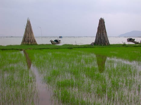 Rice field along the coastline of Vietnam