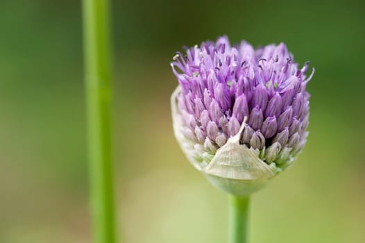Ornamental garlic