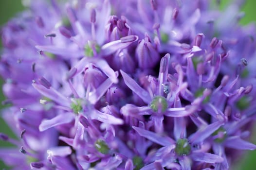 Flowering ornamental leeks