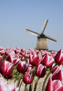 Tulip field and historic windmill