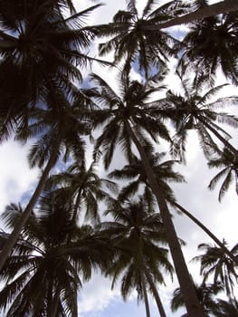 Palm trees in the Philippines