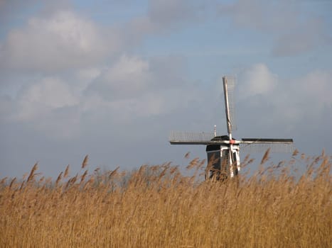 Dutch reed landscape with windmill.
