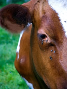 Cow with insects, one insect is approaching