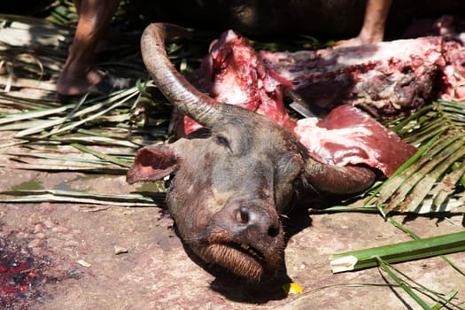 Slaughtering a water buffalo during a death fest in the Toraja society, Tana Toraja, Sulawesi, Indonesia