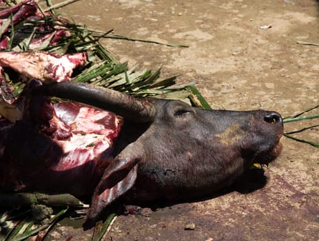 Slaughtering a water buffalo during a death fest in the Toraja society, Tana Toraja, Sulawesi, Indonesia