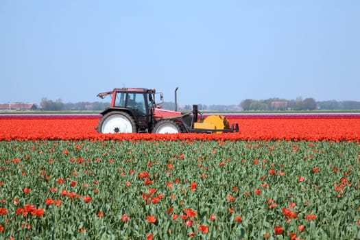 Tulip field in the Netherlands
