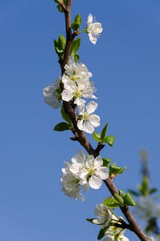 cherry blossoms in spring in Italy