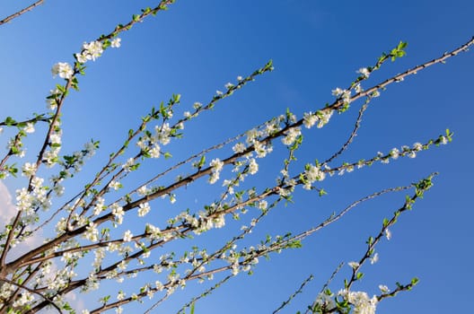 cherry blossoms in spring in Italy
