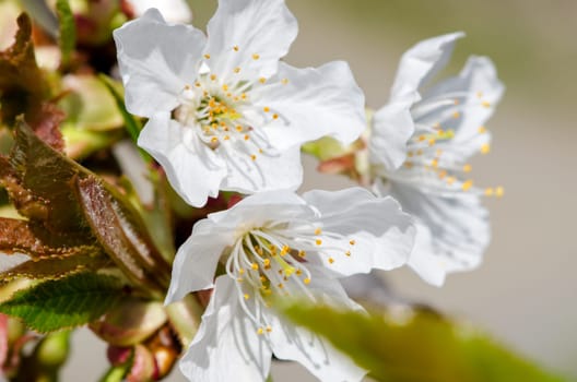 cherry blossoms in spring in Italy