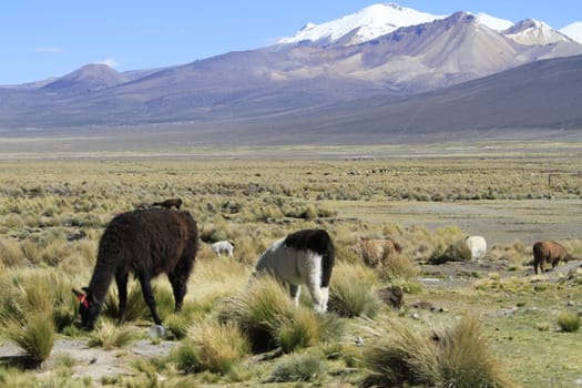 Parque Nacional Sajama
