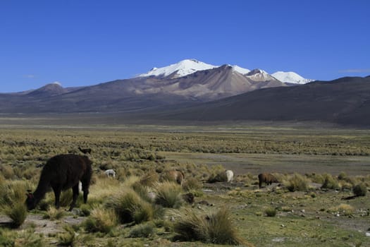 Parque Nacional Sajama