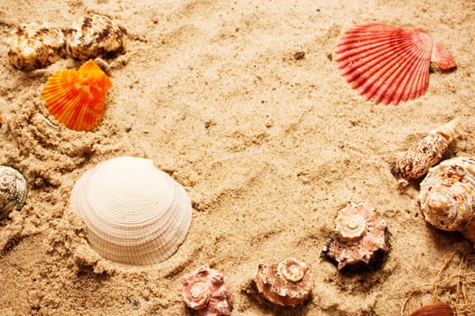 Sea Shells