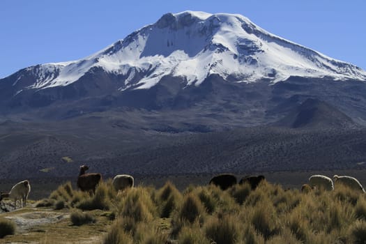 Parque Nacional Sajama