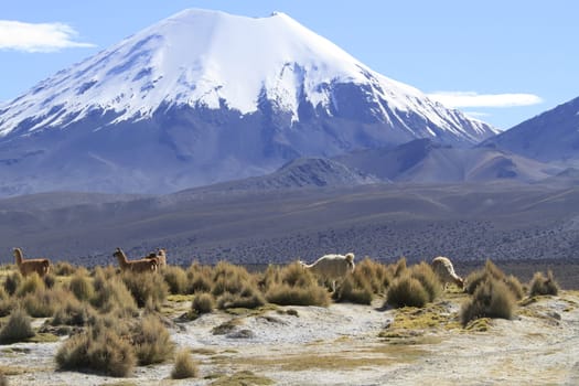 Parque Nacional Sajama
