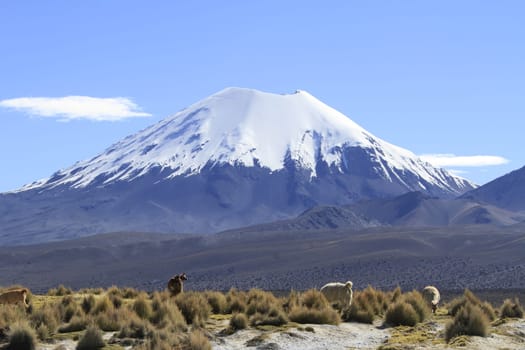 Parque Nacional Sajama