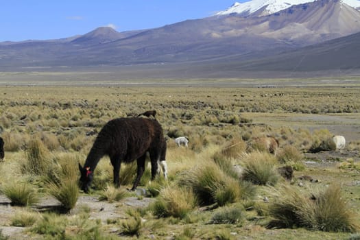 Parque Nacional Sajama