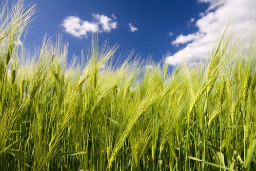 Green rye field and a blue sky with white clouds