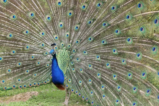 Details of an indian peafowl displaying in captivity.
