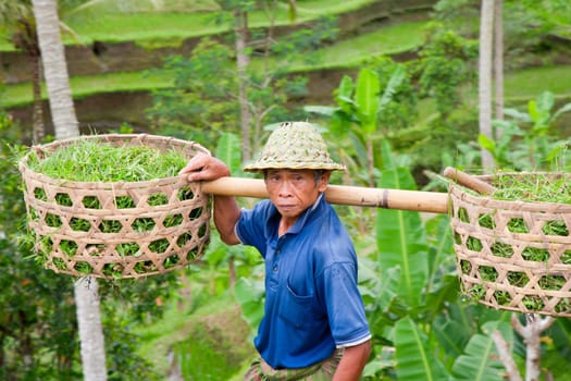 Rice farmer Wajan Kantun on his rice fields in Tegallalang, Bali , Indonesia