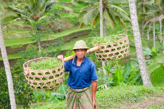 Rice farmer Wajan Kantun on his rice fields in Tegallalang, Bali , Indonesia
