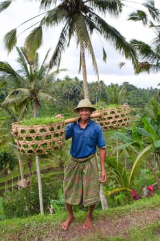 Rice farmer Wajan Kantun on his rice fields in Tegallalang, Bali , Indonesia